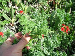 Pelargonium fulgidum