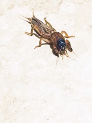 Neocurtilla