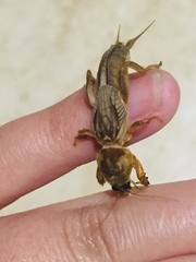 Neocurtilla