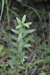Mecardonia acuminata