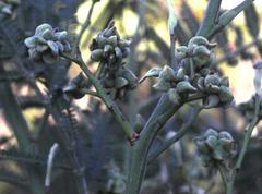 Dasineura rubiformis
