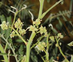Dasineura rubiformis