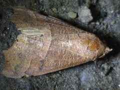 Gonitis mesogona