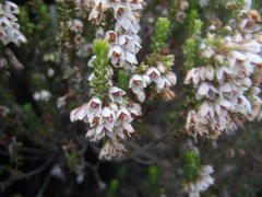 Erica deflexa