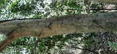 Ficus maxima