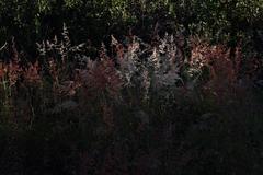 Melinis repens repens