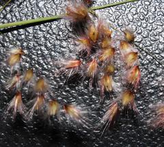 Melinis repens repens