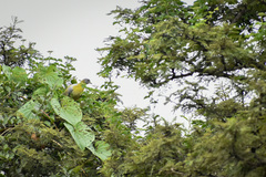 Treron phoenicopterus