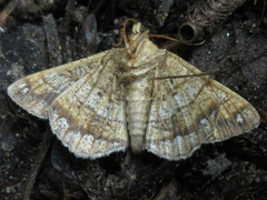 Chiasmia hebesata