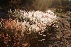 Melinis repens repens