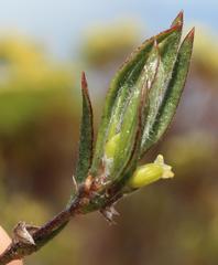 Centella tridentata