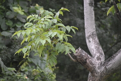 Pometia pinnata
