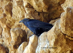 Corvus rhipidurus