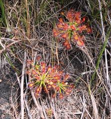 Drosera glabripes