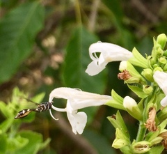 Dioprosopa clavata