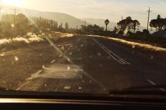 Melinis repens repens