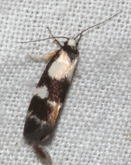 Cosmaresta archedora