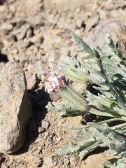 Chaenactis thompsonii