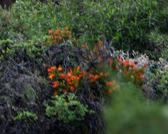 Tristerix longibracteatus