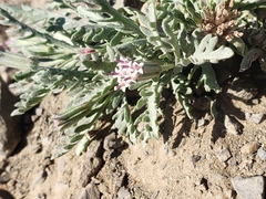 Chaenactis thompsonii