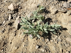 Chaenactis thompsonii