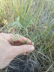 Vicia tenuifolia