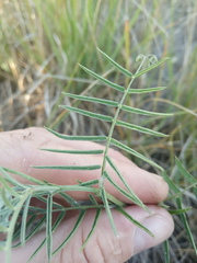 Vicia tenuifolia