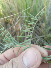 Vicia tenuifolia