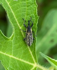 Lixus scrobicollis