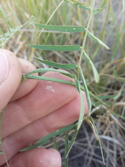 Vicia tenuifolia