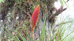 Tillandsia lampropoda
