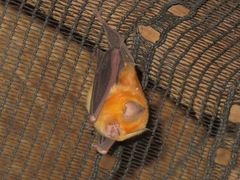Hipposideros