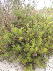 Serruria decipiens