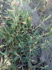Atriplex laevis