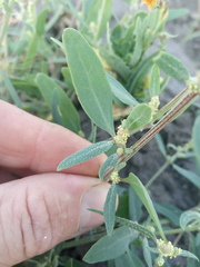 Atriplex laevis