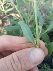 Atriplex laevis