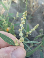 Atriplex laevis