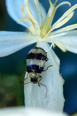 Monolepta cavipennis
