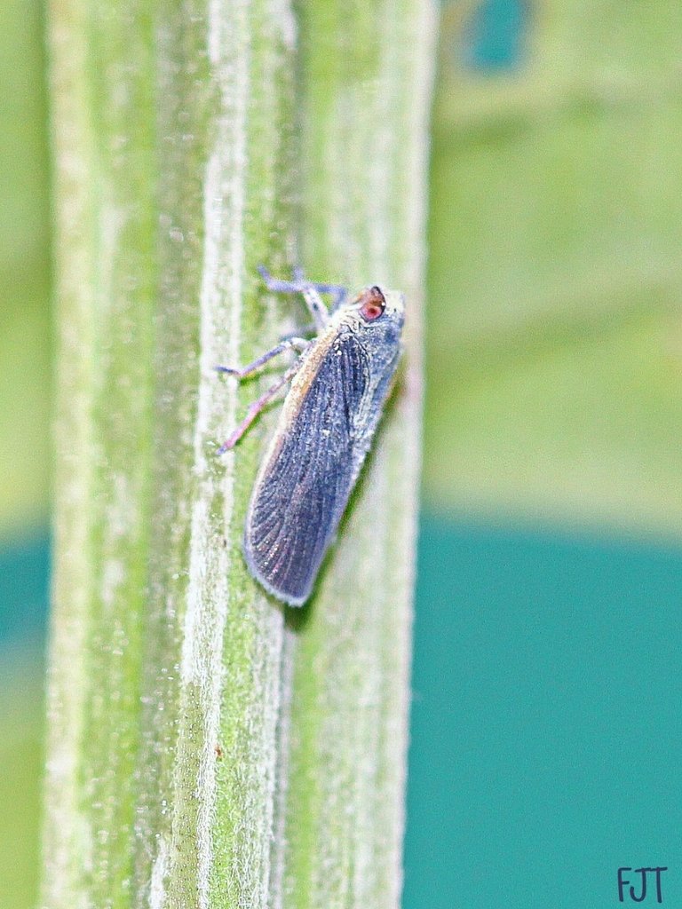 Bothrioceretta nigra