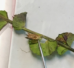 Triodanis perfoliata