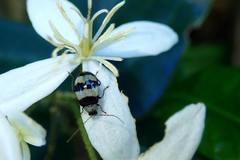 Monolepta cavipennis