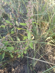 Chenopodium striatiforme