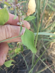 Chenopodium striatiforme