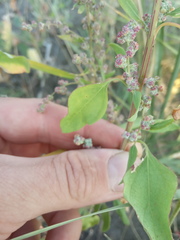 Chenopodium striatiforme