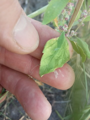 Chenopodium striatiforme