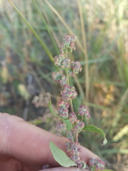 Chenopodium striatiforme