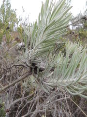 Leucospermum tomentosum