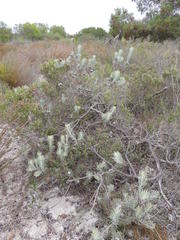 Leucospermum tomentosum