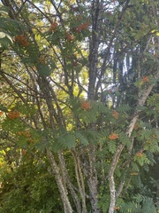 Sorbus aucuparia