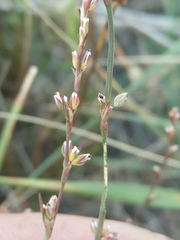 Polygonum patulum